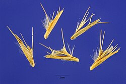 Mature spikelets that have detached from the spike. Each may contain a seed.