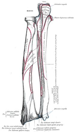 The radius and ulna of the left forearm, posterior surface.