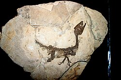 Scipionyx, a theropod dinosaur from the Early Cretaceous of Italy