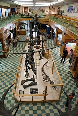The University of Wyoming Geological Museum