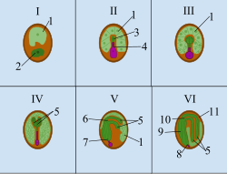 Stages of seed development: I Zygote II Proembryo III Globular IV Heart V Torpedo VI Mature Embryo Key: 1. Endosperm 2. Zygote 3. Embryo 4. Suspensor 5. Cotyledons 6. Shoot Apical Meristem 7. Root Apical Meristem 8. Radicle 9. Hypocotyl 10. Epicotyl 11. Seed Coat