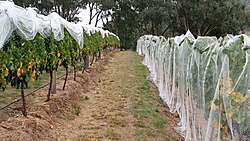 A vineyard with bird-netting