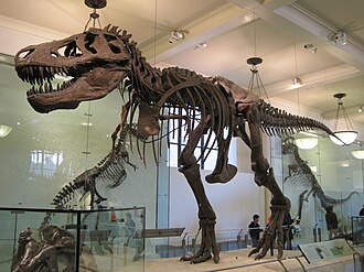 Gould's inspiration to become a paleontologist: T. rex specimen AMNH 5027, American Museum of Natural History, New York City