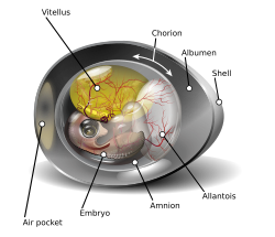 A diagram of a bird egg