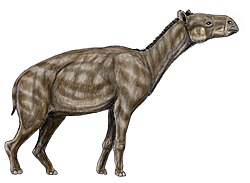 Restoration of Palaeotherium, a Paleogene relative of horses that lived in subtropical climates of Europe during the Eocene