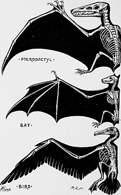 Analogous flying adaptions in vertebrates: pterosaur (Pterosauria)bat (Chiroptera)bird (Aves)