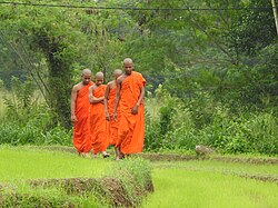 Buddhist monks in Sri Lanka represent a significant community dedicated to the Theravada tradition