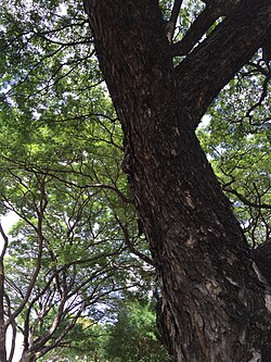 Rain Tree near CU Auditorium
