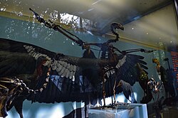 Fossil of the extinct species Gymnogyps amplus from the La Brea Tar Pits