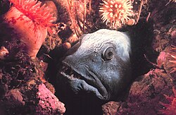 The seawolf was named Anarhichas lupus in 1758.