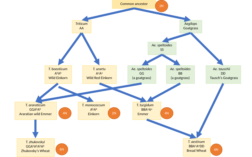 A 2007 view of wheat origins by repeated hybridisation and polyploidy.[60] Not all species are shown.