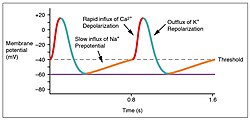 The prepotential is due to a slow influx of sodium ions until the threshold is reached followed by a rapid depolarisation and repolarisation. The prepotential accounts for the membrane reaching threshold and initiates the spontaneous depolarisation and contraction of the cell; there is no resting potential.[8]