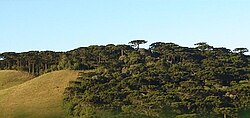 Araucaria forest in the interior of Caxias do Sul