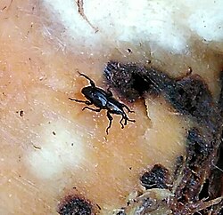 The banana borer is a destructive pest that tunnels inside the plant.[91]