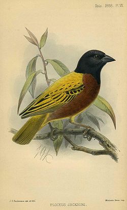From The Ibis, 1888