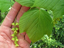 Striped maple or Acer pensylvanicum
