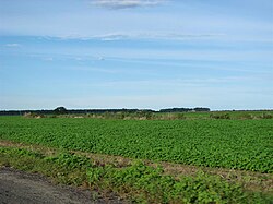 Soybeans in Barreiras
