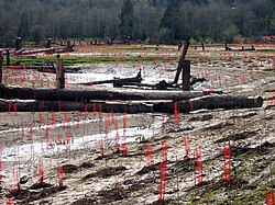 Rehabilitation of a portion of Johnson Creek, to restore bioswale and flood control functions of the land which had long been converted to pasture for cow grazing. The horizontal logs can float, but are anchored by the posts. Newly planted trees will eventually stabilize the soil. The fallen trees with roots jutting into the stream are intended to enhance wildlife habitat.