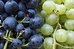 "Black" (dark blue) and "white" (light green) table grapes