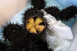 Sea urchin cut open, revealing the roe inside