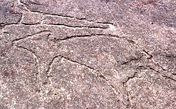 Petroglyph in Sydney, Australia