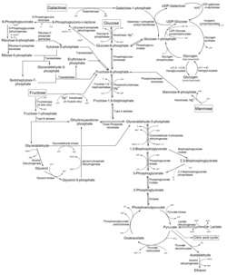 Metabolism of common monosaccharides