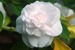 Double-flowered impatiens cultivar