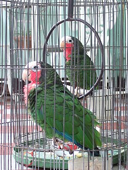 Pet Cuban amazons in Cuba