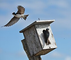 In tree swallow (Tachycineta bicolor) nests, most broods contain at least one extra-pair egg.[1]