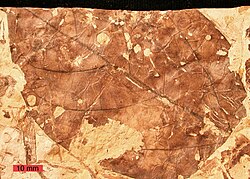 A fossil Viburnum lesquereuxii leaf with evidence of insect herbivory; Dakota Sandstone (Cretaceous) of Ellsworth County, Kansas. Scale bar is 10 mm.