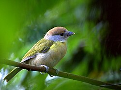 The song of the rufous-browed peppershrike is described as a whistled phrase with the rhythm Do you wash every week?ⓘ