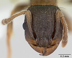 Japanese pavement ant, Tetramorium tsushimae