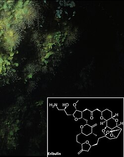 Halichondria produces the eribulin precursor halichondrin B
