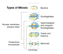Some types of cell division in prokaryotes and eukaryotes