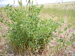 Alfalfa plants, Medicago sativa, colonize roadsides