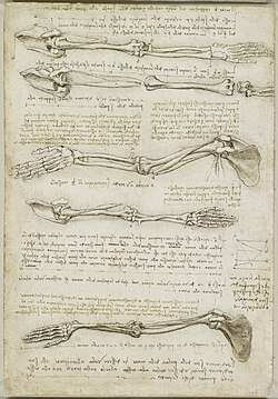 Anatomical study of the arm, by Leonardo da Vinci, (about 1510)