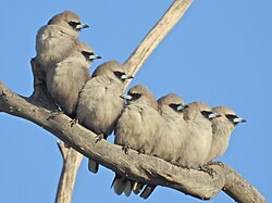 Black-faced woodswallows roosting as a group