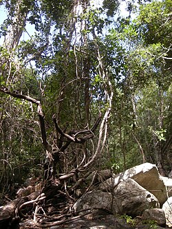 Mixed-species tangle of lianas in tropical Australia