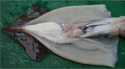 A dissected male specimen of Onykia ingens, showing a non-erect penis (the white tubular structure located below most of the other organs)