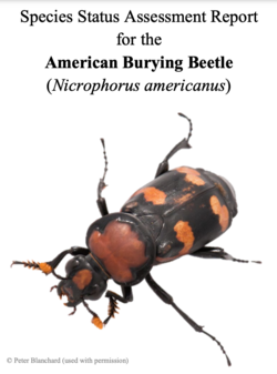 American burying beetle "species status assessment" was published in 2019.[336]