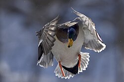 Landing mallard drake
