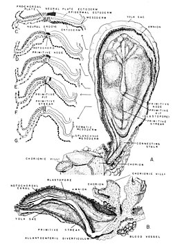 Comparative vertebrate embryology.