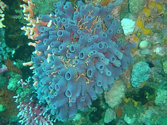 Turret sponge, eaten by some spongivores.