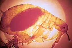 The Oriental rat flea (Xenopsylla cheopis) engorged with blood after a blood meal. This species of flea is the primary vector for the transmission of Yersinia pestis, the organism responsible for bubonic plague in most plague epidemics in Asia, Africa, and South America. Both male and female fleas feed on blood and can transmit the infection.