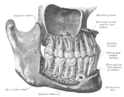 The teeth, viewed from the right