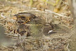 The Madagascar nightjar is restricted to the islands of Madagascar and the Seychelles.