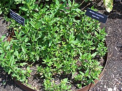 Mentha x gracilis and M. rotundifolia: The steel ring is to control the spread of the plant.