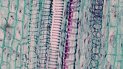 Xylem vessels (long tubes).