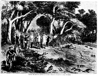Alfred, Duke of Edinburgh, rabbit shooting at Barwon Park, Victoria in the 1860s