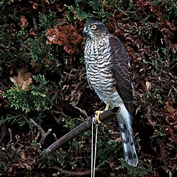 A Eurasian sparrowhawk perched on a cane that supports a bird feeder.